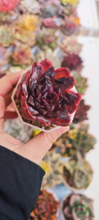 Echeveria Fireworks Piante Succulente