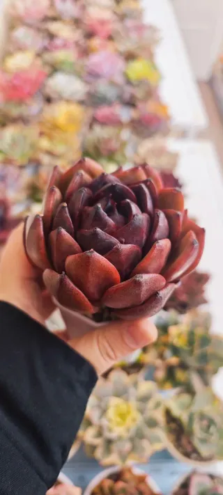 Echeveria Star prince Piante Succulente