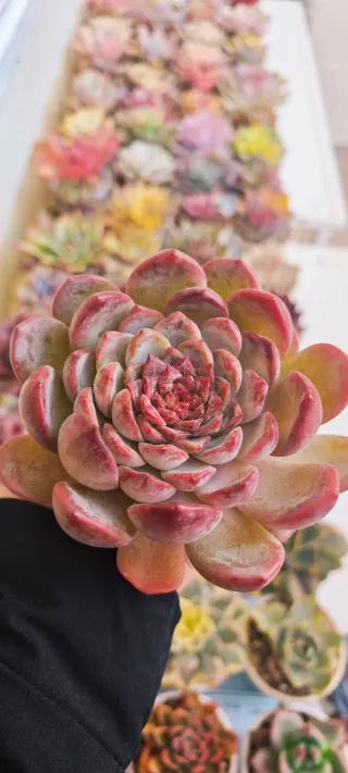 Echeveria Ice Love Pianta Succulenta