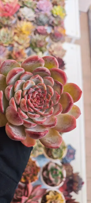 Echeveria Ice Love Pianta Succulenta