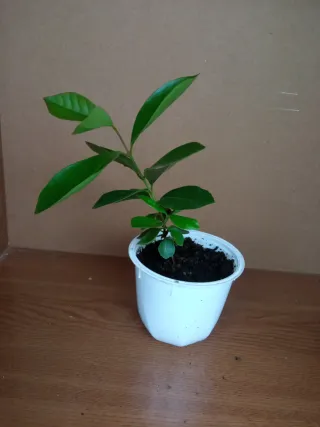 Planta de Guayaba Fresa