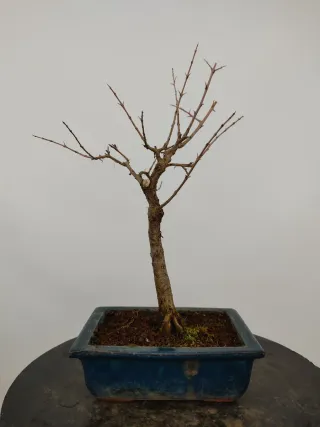 Prebonsai de Punica granatum 'nana'.
