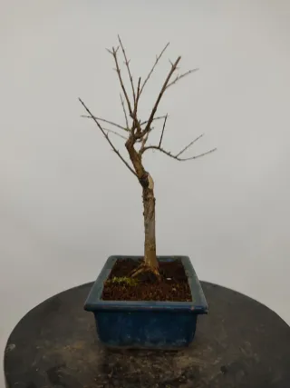 Prebonsai de Punica granatum 'nana'.
