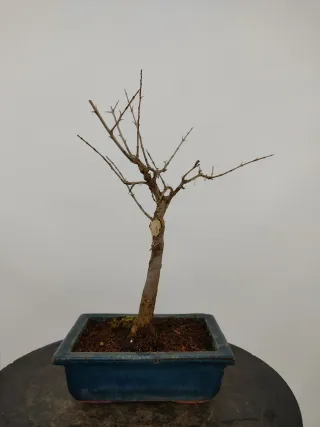 Prebonsai de Punica granatum 'nana'.