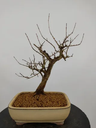 Prebonsai Punica granatum 'nana'