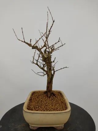 Prebonsai Punica granatum 'nana'