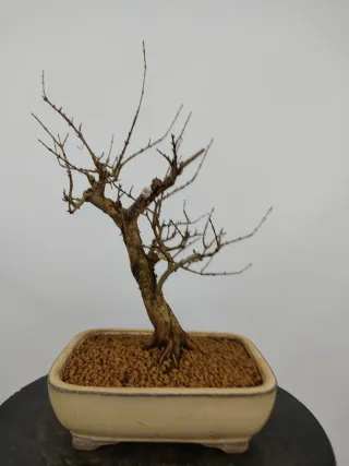 Prebonsai Punica granatum 'nana'