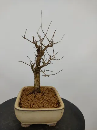 Prebonsai Punica granatum 'nana'