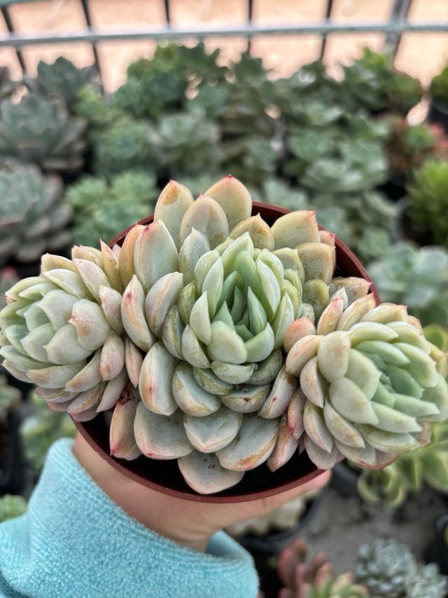 Echeveria elegans raspberry ice 8,5cm - suculenta
