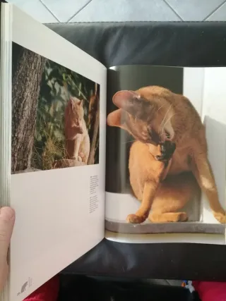 Gatti, gatti... e gatti. Ediz. illustrata