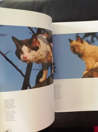 Gatti, gatti... e gatti. Ediz. illustrata