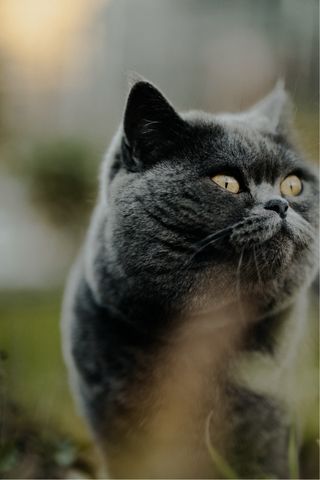 Objetivo Canon RF 85mm F2 Macro IS STM