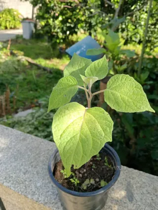 Planta Physalis Amarilla
