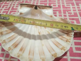 26 Conchas de vieira naturales