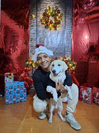 Paseo y cuido perros, cuidado y limpieza de casas