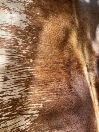 Alfombra Piel de Vaca Auténtica