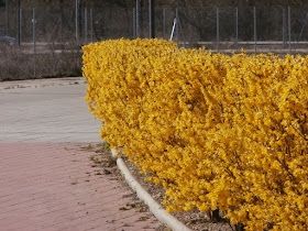 Agotado - 9 Forsitias para seto