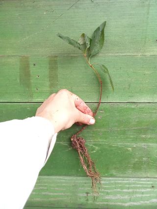 Agotado - 9 Forsitias para seto