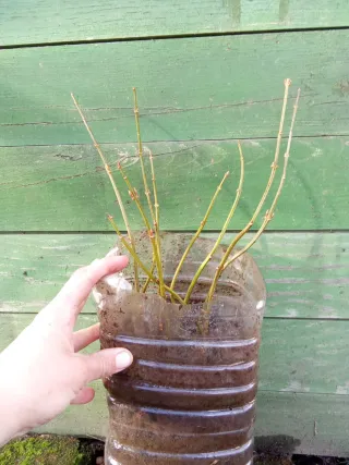 Agotado - 9 Forsitias para seto