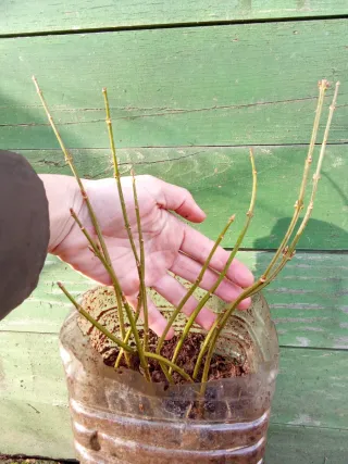 Agotado - 9 Forsitias para seto