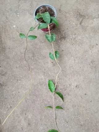 Hoya phuwuaensis con penusolos