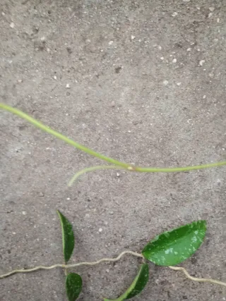 Hoya phuwuaensis con penusolos