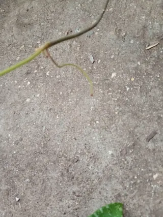 Hoya phuwuaensis con penusolos