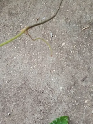 Hoya phuwuaensis con penusolos