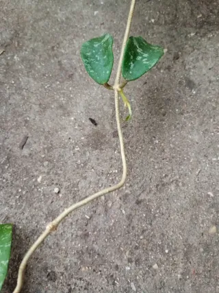 Hoya phuwuaensis con penusolos