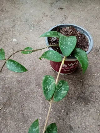 Hoya phuwuaensis con penusolos