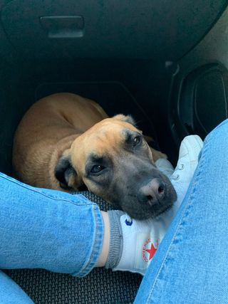 Paseo perros zona Villanueva del Pardillo