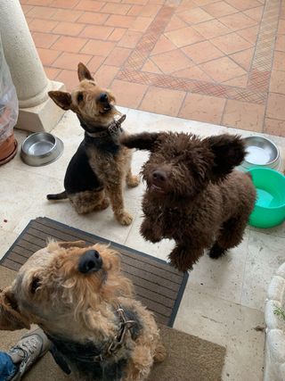 Paseo perros zona Villanueva del Pardillo