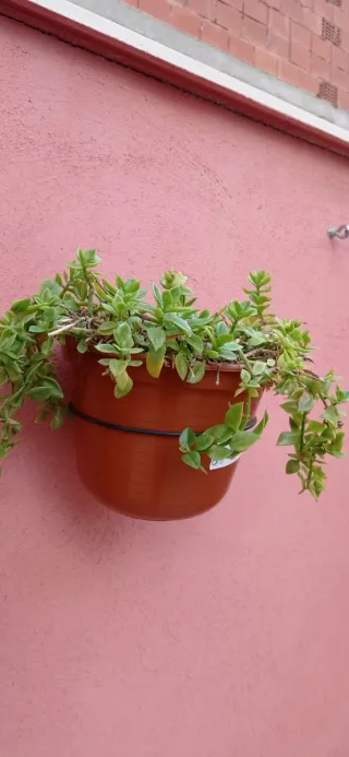 Plantas exterior variadas