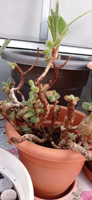 Plantas exterior variadas