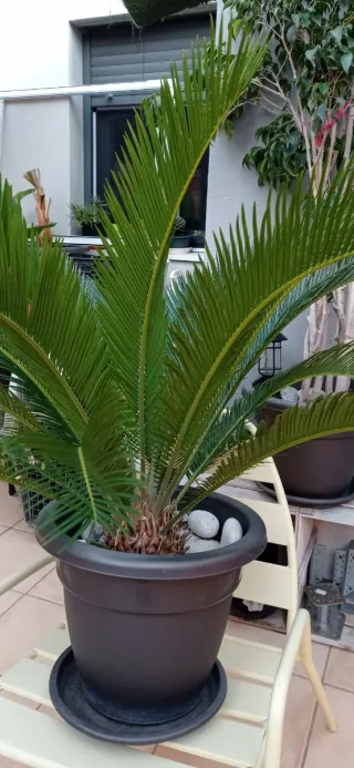 Plantas exterior variadas