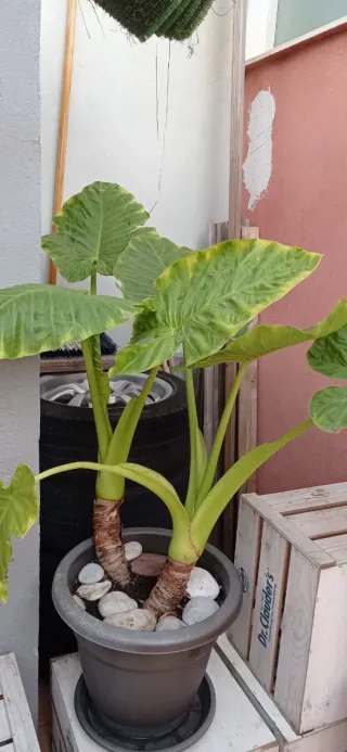 Plantas exterior variadas