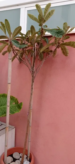 Plantas exterior variadas