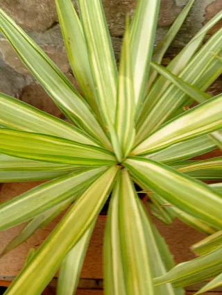 Lote 10 Agaves Variados