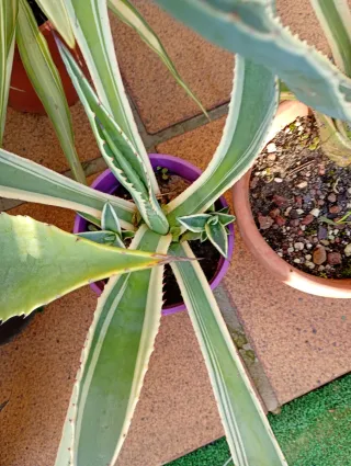 Lote 10 Agaves Variados