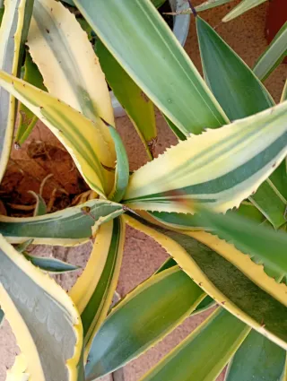Lote 10 Agaves Variados