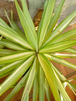 Lote 10 Agaves Variados