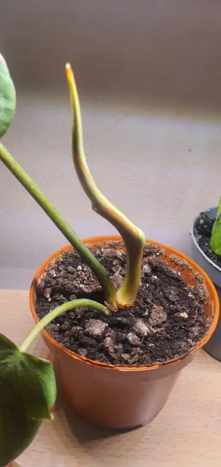 Philodendron Gloriosum