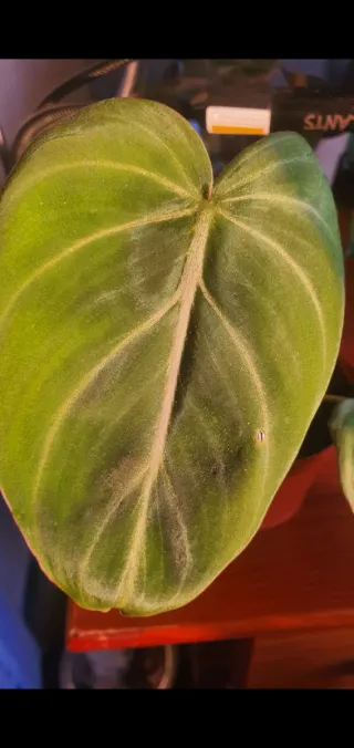 Philodendron Gloriosum