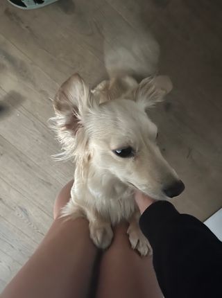 Paseos de perros en Barcelona