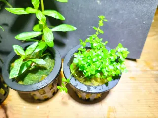 Pack 4 Plantas Acuario con Maceta