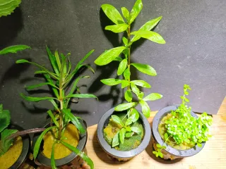 Pack 4 Plantas Acuario con Maceta