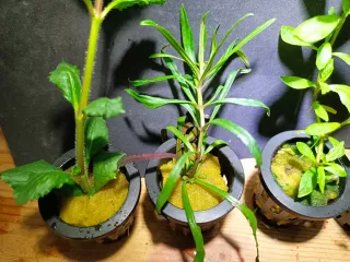 Pack 4 Plantas Acuario con Maceta