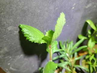 Pack 4 Plantas Acuario con Maceta