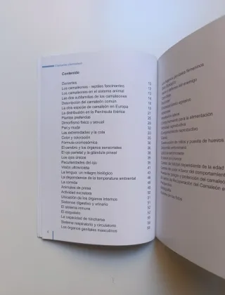 El camaleón común.