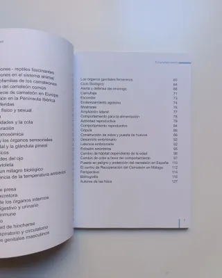 El camaleón común.